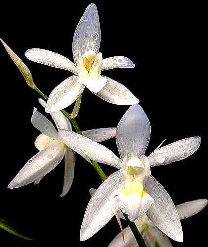 Coelogyne nitida
